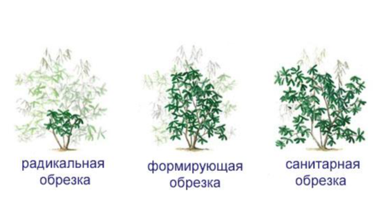 Рододендрон &mdash; посадка, уход