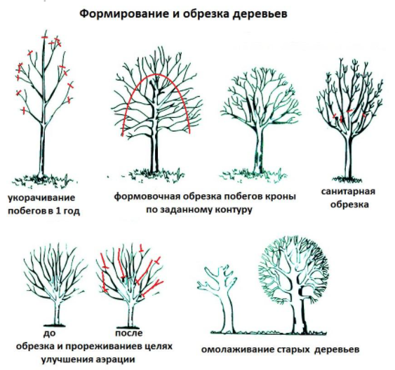 Обрезка старых яблонь
