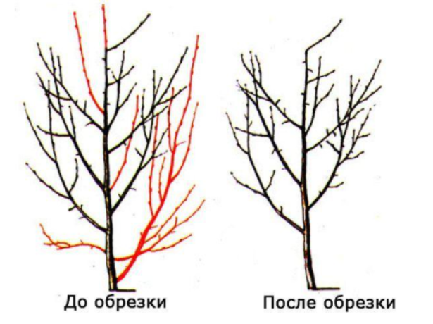 Как обрезать сливу весной