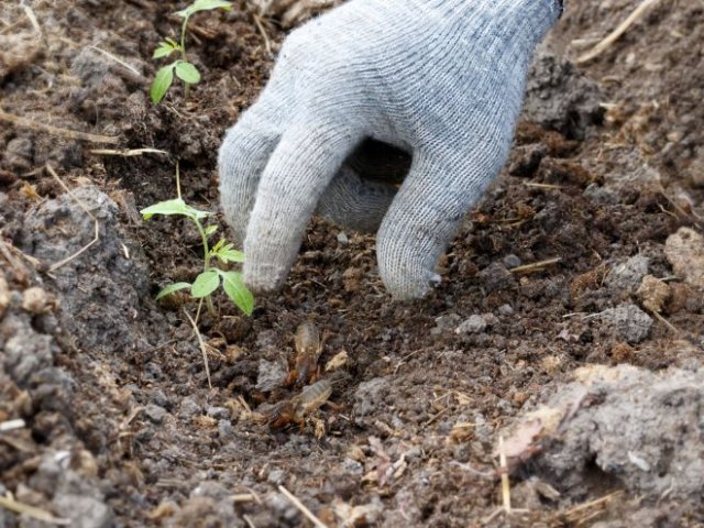 Как избавиться от медведя весной: 4 проверенных способа