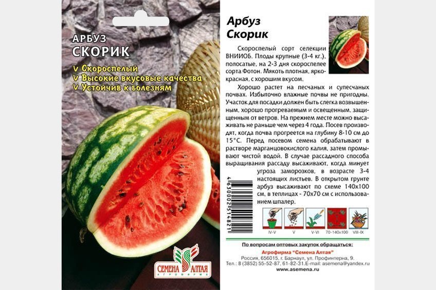 Характеристики арбуза Скорик