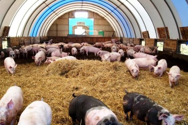 Ферма с глубокими подстилками