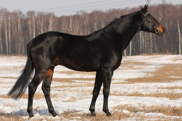 Караковая масть