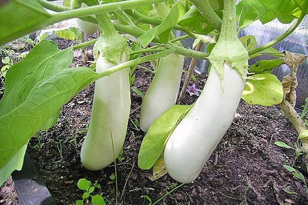 Пеликан