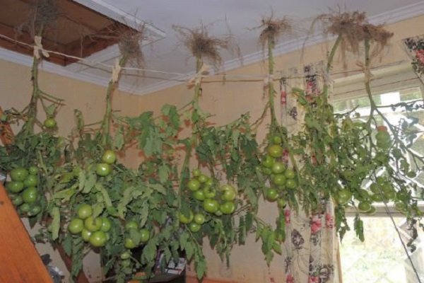 Подвесить кусты