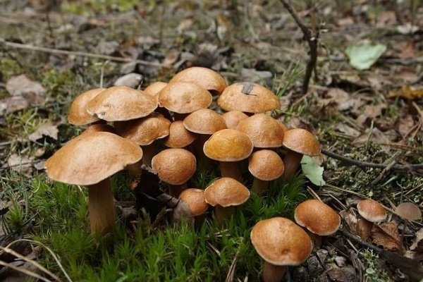 Козляки