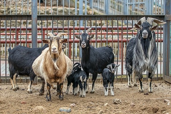 Продуктивные характеристики коз