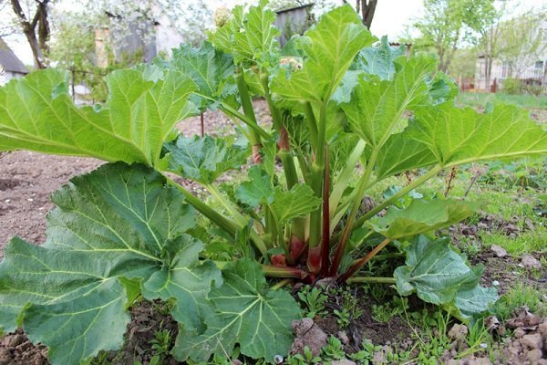 Тукумский 5