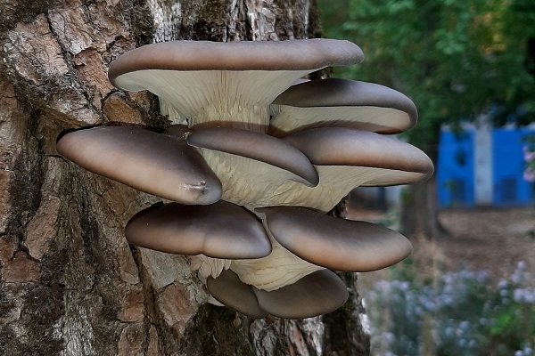Вешенки