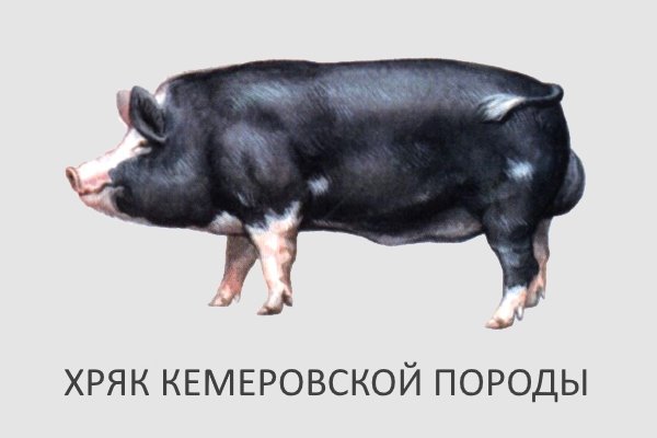 Хряк кемеровской породы