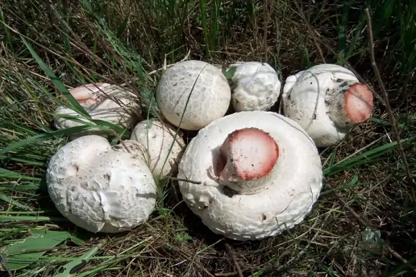 Таблитчатый