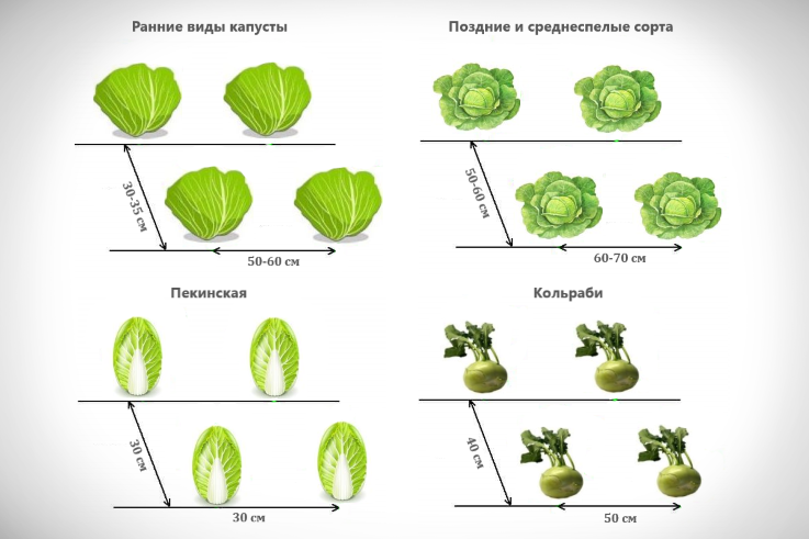 Расстояние между саженцами