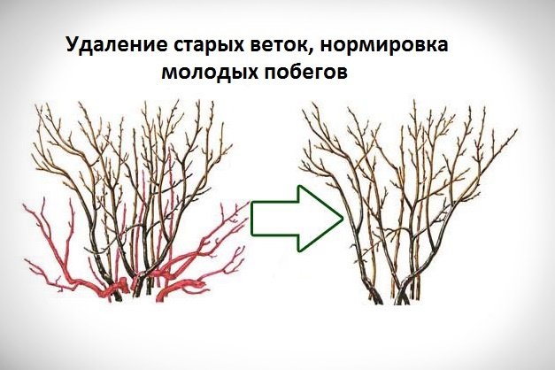 Удаление старых веток