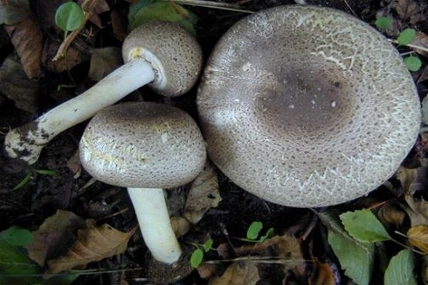 Плоскошляпковый