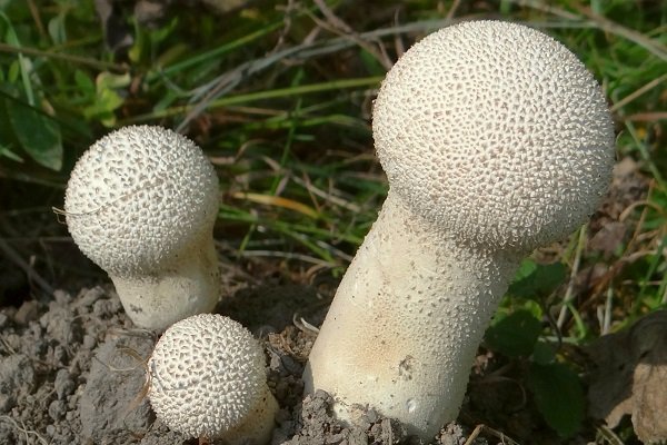 Головач