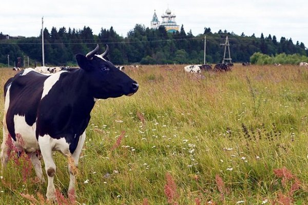 Корова на выпасе