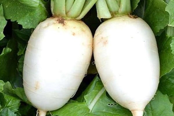 Осенний гигант