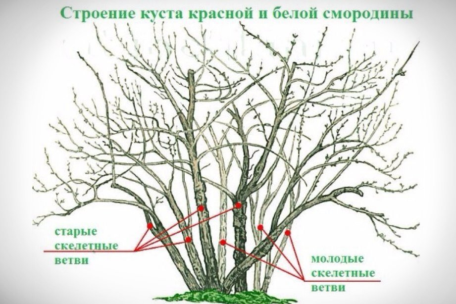 Красная смородина строение куста