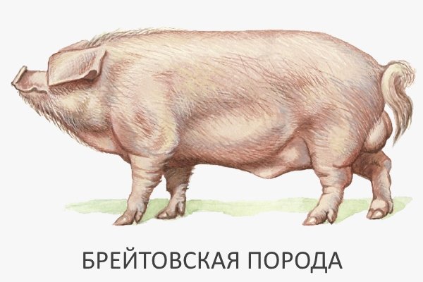 Брейтовская порода свиней