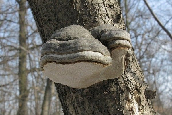Тутовик