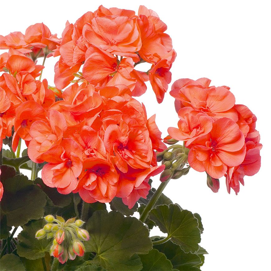 сорт Pelargonium Stefanie
