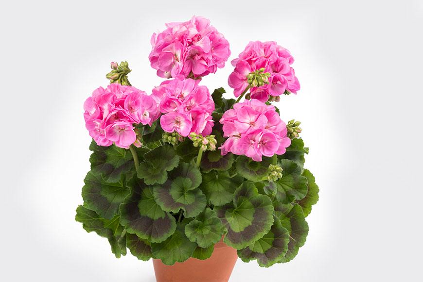 сорт Zonale Candy Pink