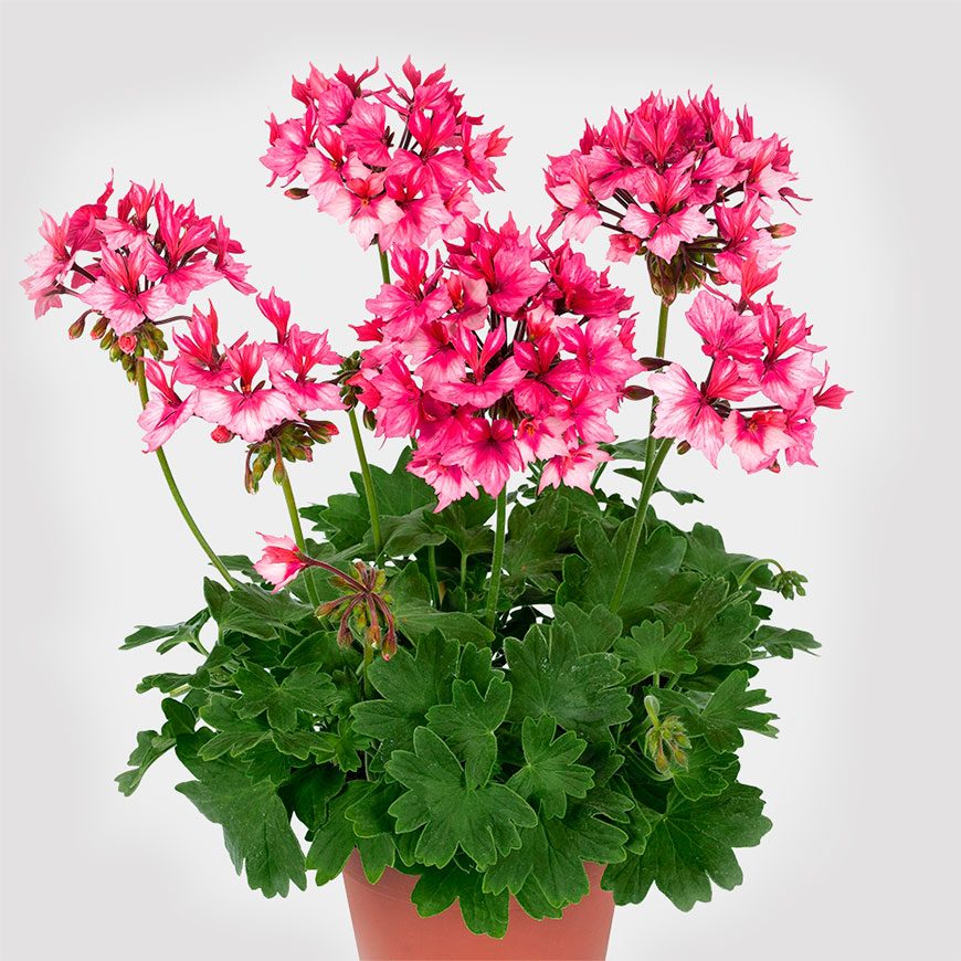 сорт PAC Fireworks Bicolor