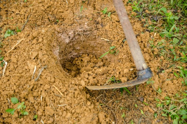 5 способов быстро подкормить деревья и кустарники