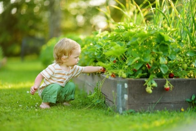 5 способов выращивания клубники &mdash; отличный урожай для любого участка
