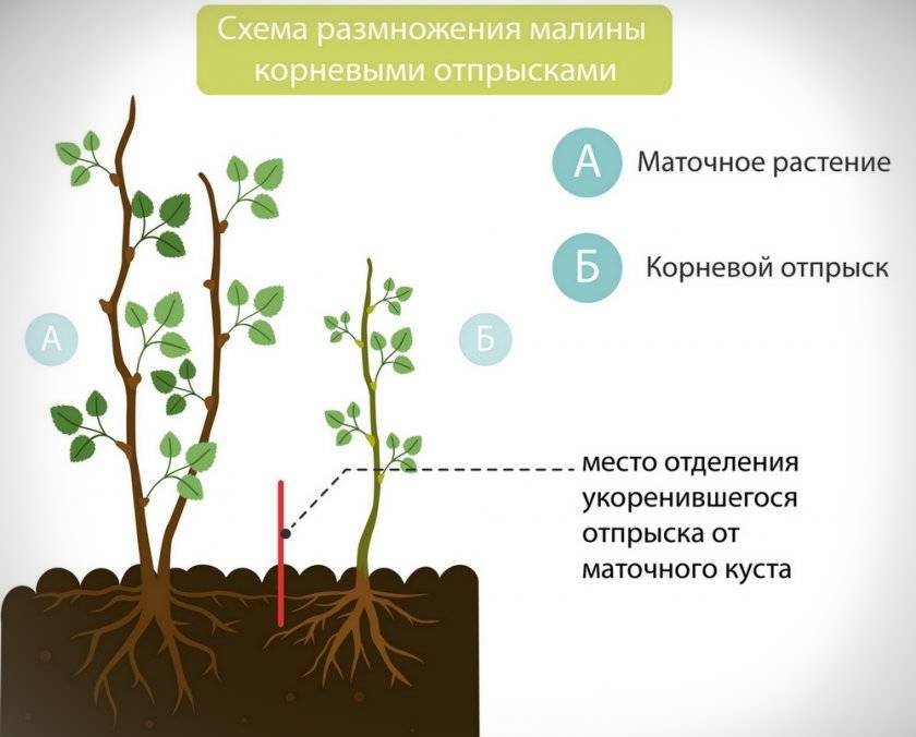 Отпрыски