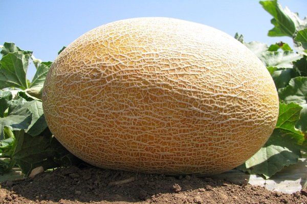 Дыня Амал