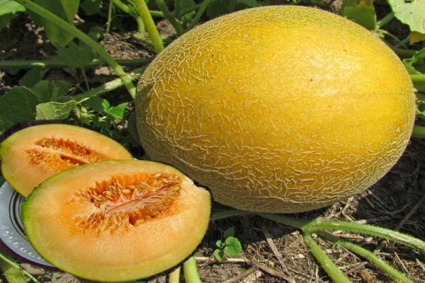 Дыня Сережкина любовь