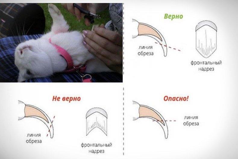 Инструкция обрезания когтей