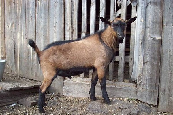 Криоле