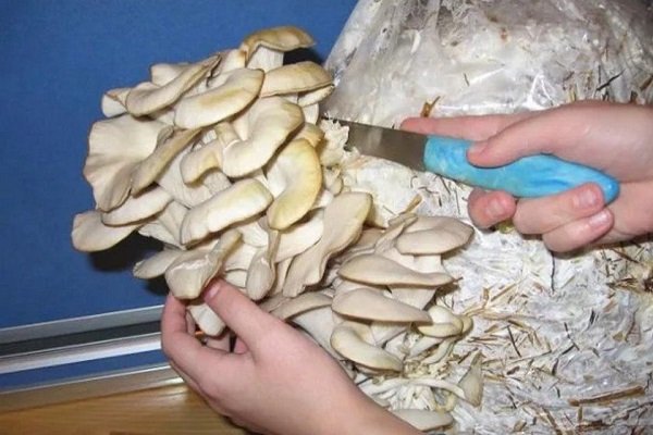 Сбор вешанки 