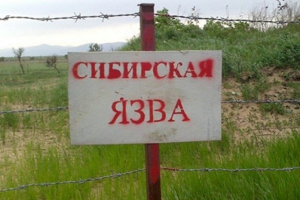Сибирская язва