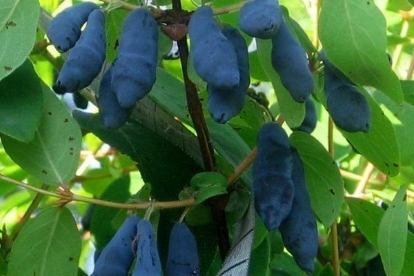 Урожай жимолости