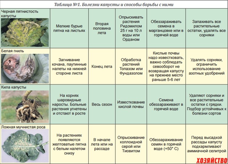 капуста болезни