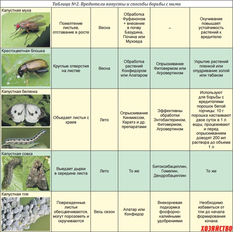капуста вредители