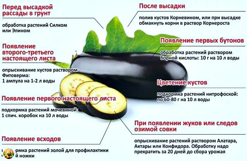 уход за баклажанами