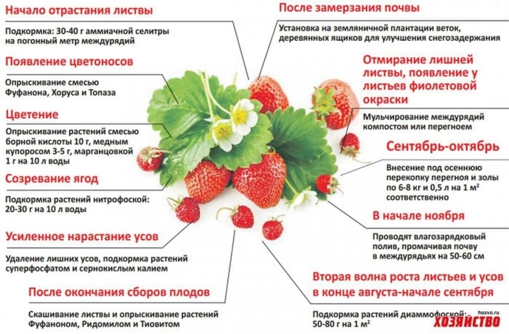 уход за клубникой