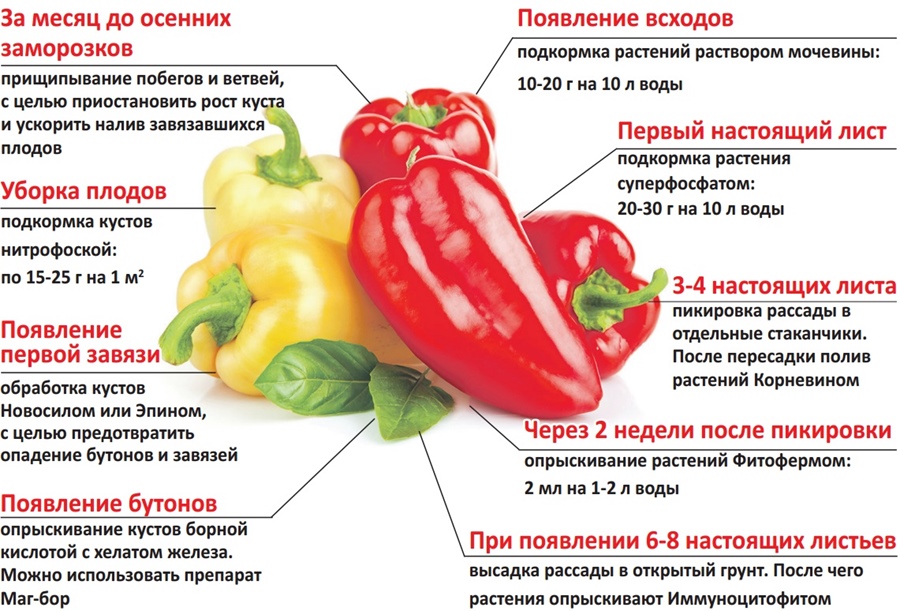 уход за перцем при выращивании