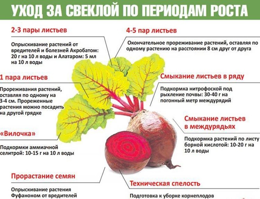 уход за свеклой