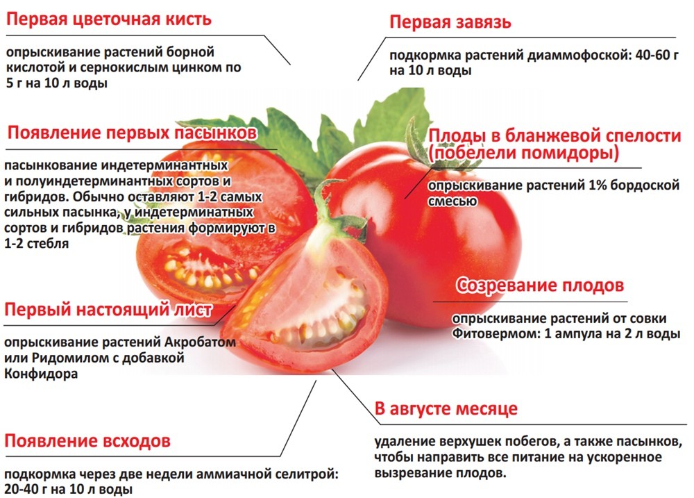 уход за томатами