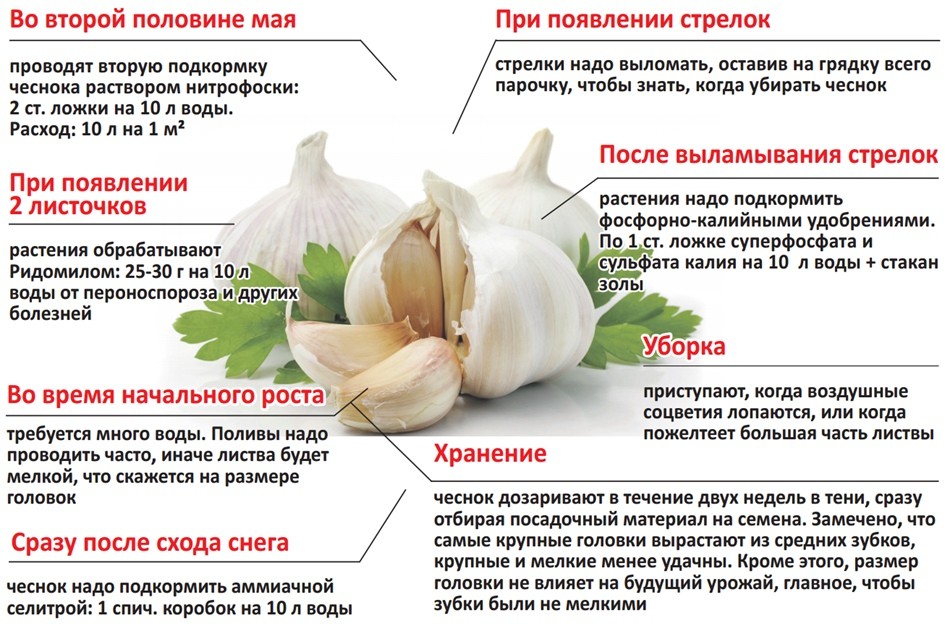 уход за чесноком
