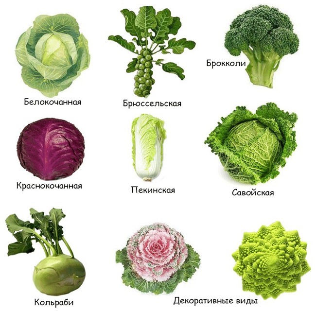 виды и сорта капусты