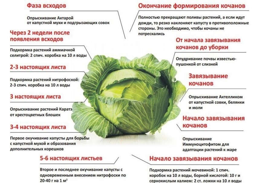 Подкормка капусты