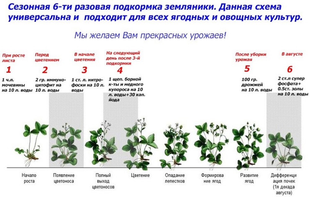 подкормка клубники и земляники