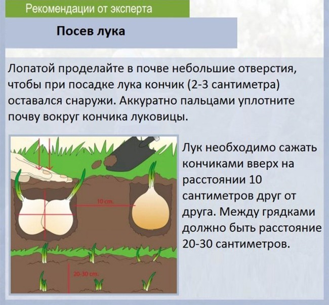 посев лука - рекомендации эксперта