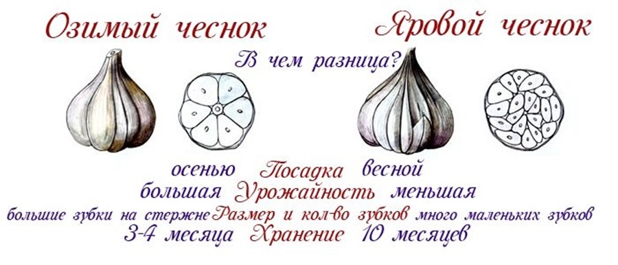 разница между озимым и яровым чесноком
